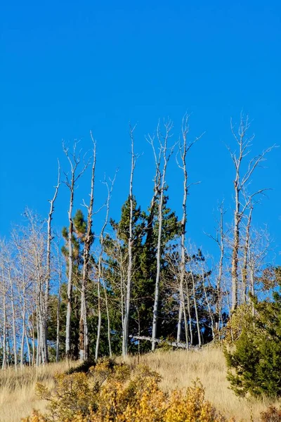 Álamos Desnudos Frente Pinos Flagstaff Arizona —  Fotos de Stock