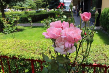 Arka planı bulanık pembe güller
