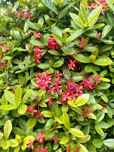 非常によく知られている美しい花を持つ植物であるアショカフラワー Ixora Cocinea 本種はルビジア科に属する — ストック写真