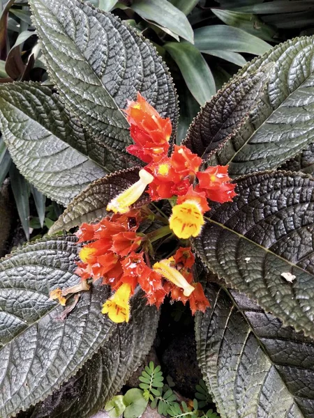 Begonia Adalah Tanaman Hias Yang Terdiri Dari Berbagai Varian Salah — Stok Foto