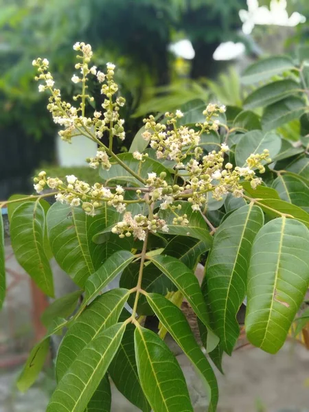 Flowers Longan Fruit Indonesia Called Kelengkeng Fruit — Stock Photo, Image