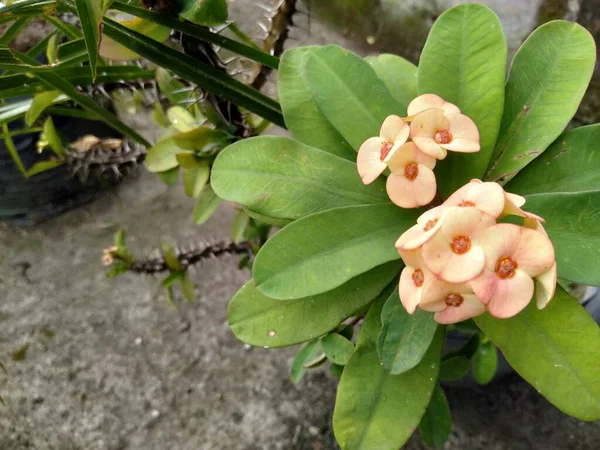 Euphorbia Fiore Mahkota Duri Una Delle Piante Ornamentali Che Trovano — Foto Stock