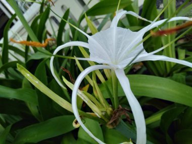 Hymenocallis liriosme (Shinners Spring Spiderlily veya Texas Örümcek Zambağı) sarı çiçekleri vardır.