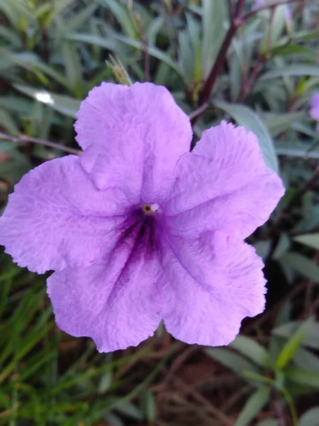Bunga Kencana Unguはアカナ科の紫 ピンク 青の開花植物の一つです Ruelia Angustifolia — ストック写真
