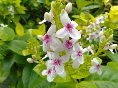 Japon yasemini (Pseuderanthemum reticulatum), çalı bitkisine ait bir süs bitkisidir..