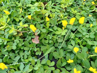 Arachis pintoi, çim ve baklagillere benzeyen süs bitkilerinin bir türüdür. Bu bitki asmalar ve sürüngenlerle yetişir..