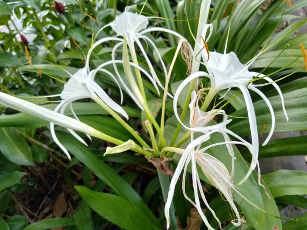 Hymenocallis Liriosme Shinners Primavera Spiderlily Texan Spider Lily Tem Flores — Fotografia de Stock