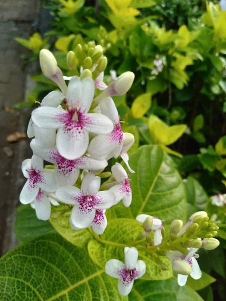 Japonês Jasmim Pseuderanthemum Reticulatum Uma Planta Ornamental Pertencente Planta Arbustiva — Fotografia de Stock