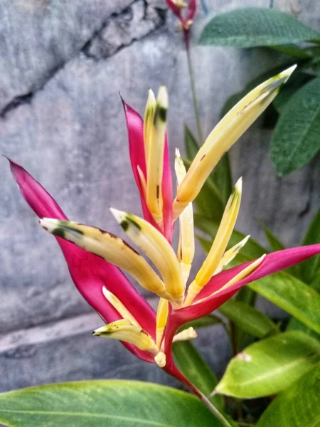 Heliconia Psittacorum Uma Espécie Planta Ornamental Com Flor Nativa Caribe — Fotografia de Stock