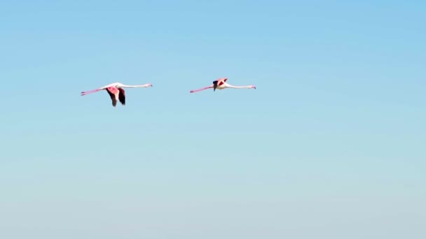 Pembe Flamingo Sürüsü Comacchio Lagününün Yanındaki Delta Nın Venedik Gölünün — Stok video