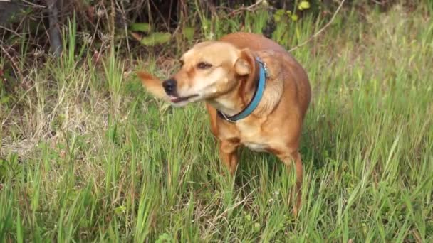 Leuke Hond Eet Groen Gras Het Veld Wandelingen Natuur Instinctief — Stockvideo