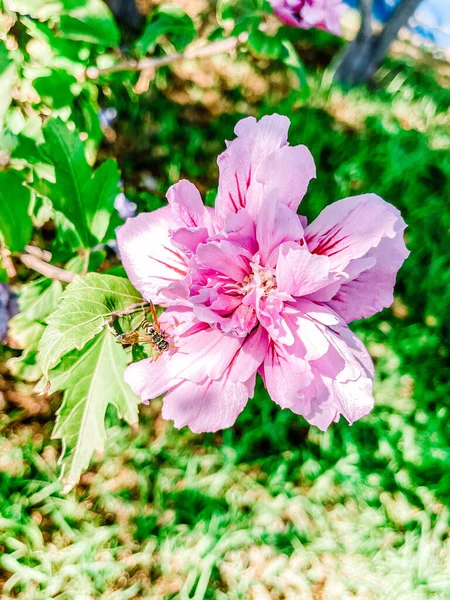 Bahçedeki güzel çiçekler. pembe ve beyaz çiçek.