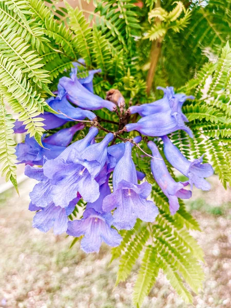 Güzel mor çiçekler ve yeşil yaprakları