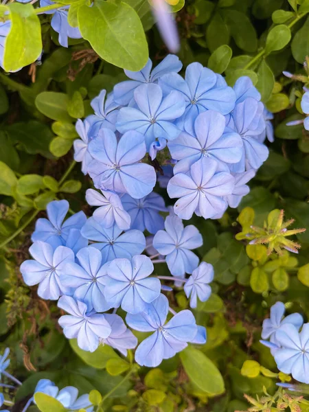 Parlak mavi ortanca çiçekleri yaz bahçesinde