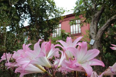 Porto Botanik Bahçesi 'nin kralın tacı.