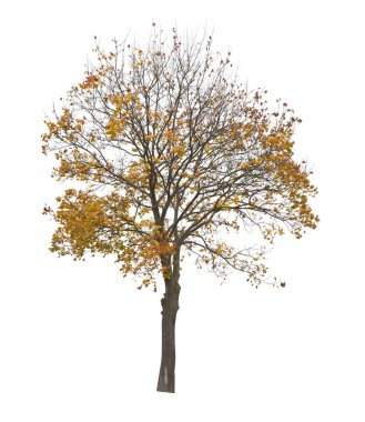 Beyaz arka planda izole edilmiş ağaç. Beyaz arka planda izole edilmiş tek bir sonbahar ağacı. Kes Ağaçlar.