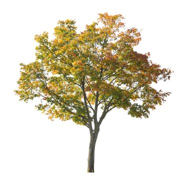 Beyaz arka planda izole edilmiş ağaç. Beyaz arka planda izole edilmiş tek bir sonbahar ağacı. Kes Ağaçlar.