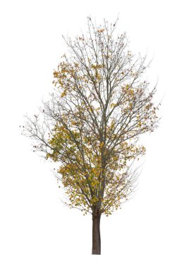 Beyaz arka planda izole edilmiş ağaç. Beyaz arka planda izole edilmiş tek bir sonbahar ağacı. Kes Ağaçlar.