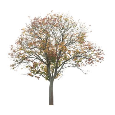 Beyaz arka planda izole edilmiş ağaç. Beyaz arka planda izole edilmiş tek bir sonbahar ağacı. Kes Ağaçlar.
