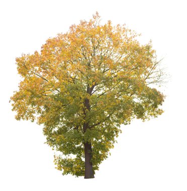 Beyaz arka planda izole edilmiş ağaç. Beyaz arka planda izole edilmiş tek bir sonbahar ağacı. Kes Ağaçlar.