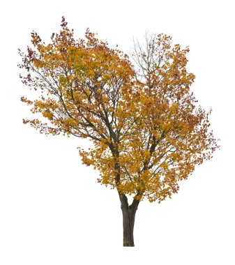 Beyaz arka planda izole edilmiş ağaç. Beyaz arka planda izole edilmiş tek bir sonbahar ağacı. Kes Ağaçlar.