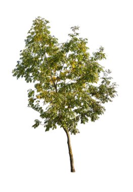 Beyaz arka planda izole edilmiş ağaç. Beyaz arka planda izole edilmiş tek bir sonbahar ağacı. Kes Ağaçlar.