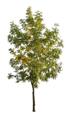 Beyaz arka planda izole edilmiş ağaç. Beyaz arka planda izole edilmiş tek bir sonbahar ağacı. Kes Ağaçlar.