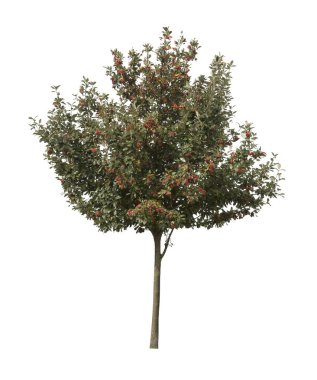 Beyaz arka planda izole edilmiş ağaç. Beyaz arka planda izole edilmiş tek bir sonbahar ağacı. Kes Ağaçlar.