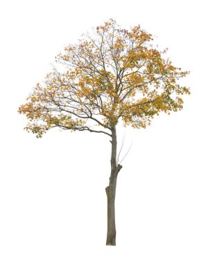 Beyaz arka planda izole edilmiş ağaç. Beyaz arka planda izole edilmiş tek bir sonbahar ağacı. Kes Ağaçlar.