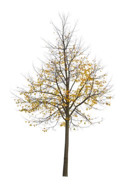 Beyaz arka planda izole edilmiş ağaç. Beyaz arka planda izole edilmiş tek bir sonbahar ağacı. Kes Ağaçlar.