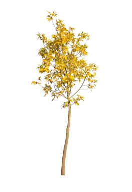 Beyaz arka planda izole edilmiş ağaç. Beyaz arka planda izole edilmiş tek bir sonbahar ağacı. Kes Ağaçlar.