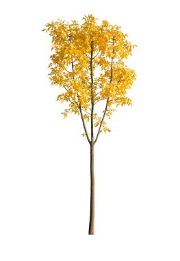 Beyaz arka planda izole edilmiş ağaç. Beyaz arka planda izole edilmiş tek bir sonbahar ağacı. Kes Ağaçlar.