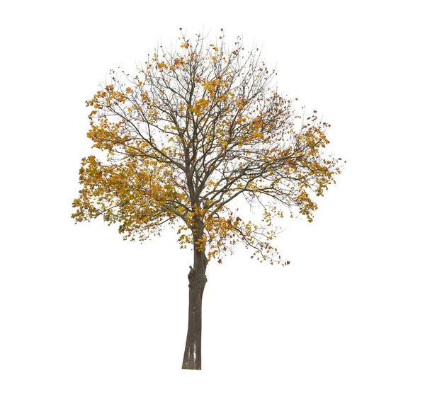 Boom Geïsoleerd Witte Achtergrond Enkele Herfstboom Geïsoleerd Witte Achtergrond Snijbomen — Stockfoto