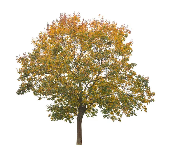 Boom Geïsoleerd Witte Achtergrond Enkele Herfstboom Geïsoleerd Witte Achtergrond Snijbomen — Stockfoto