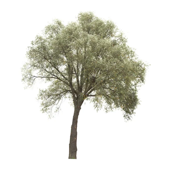 Albero Isolato Sfondo Bianco Singolo Albero Autunnale Isolato Fondo Bianco — Foto Stock