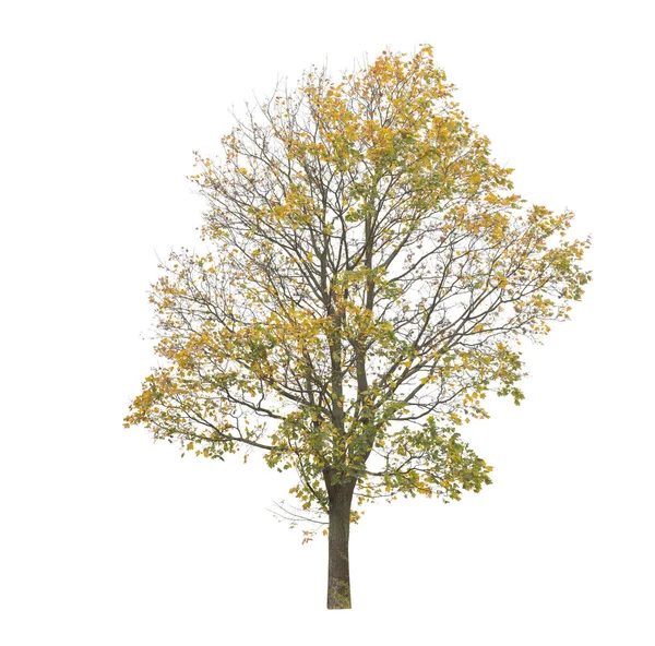 Boom Geïsoleerd Witte Achtergrond Enkele Herfstboom Geïsoleerd Witte Achtergrond Snijbomen — Stockfoto