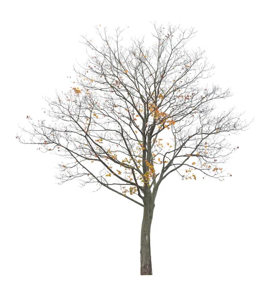 Boom Geïsoleerd Witte Achtergrond Enkele Herfstboom Geïsoleerd Witte Achtergrond Snijbomen — Stockfoto