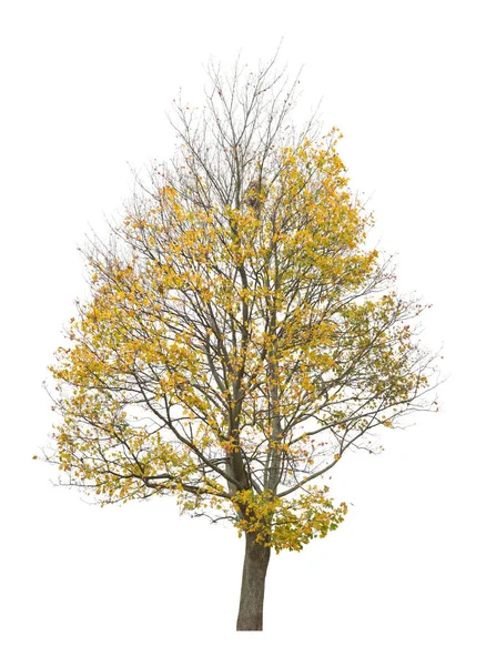 Baum Isoliert Auf Weißem Hintergrund Einzelner Herbstbaum Isoliert Auf Weißem — Stockfoto