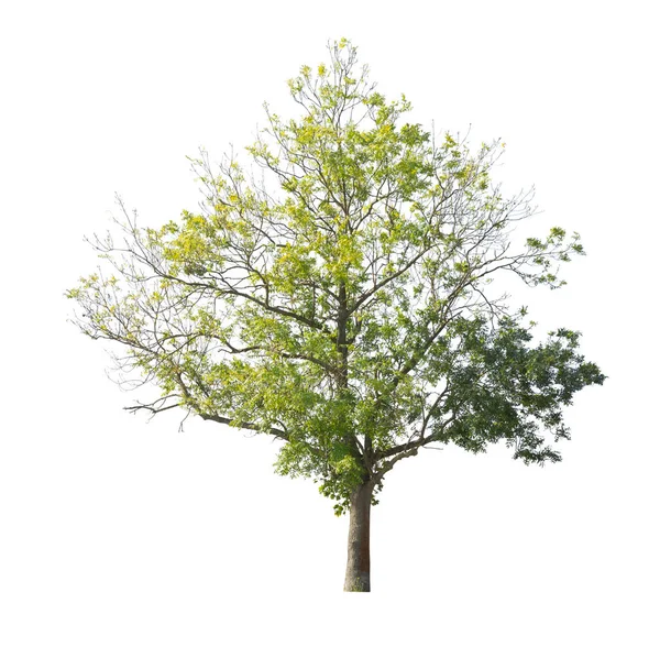 Boom Geïsoleerd Witte Achtergrond Enkele Herfstboom Geïsoleerd Witte Achtergrond Snijbomen — Stockfoto