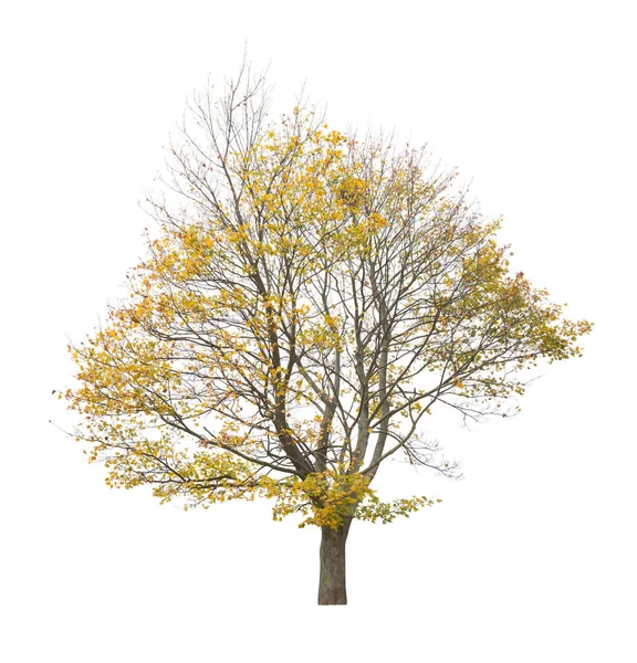 Strom Izolovaný Bílém Pozadí Jediný Podzimní Strom Izolovaný Bílém Pozadí — Stock fotografie