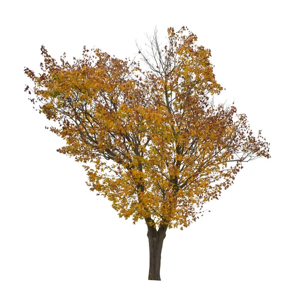 Baum Isoliert Auf Weißem Hintergrund Einzelner Herbstbaum Isoliert Auf Weißem — Stockfoto