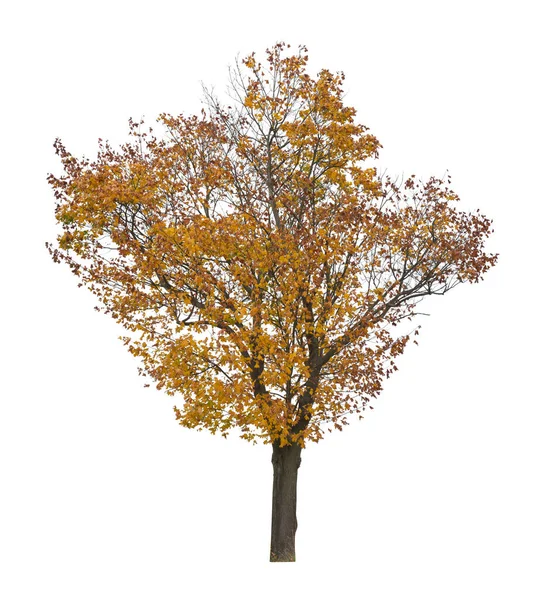 Дерево Выделено Белом Фоне Одно Осеннее Дерево Изолировано Белом Фоне — стоковое фото