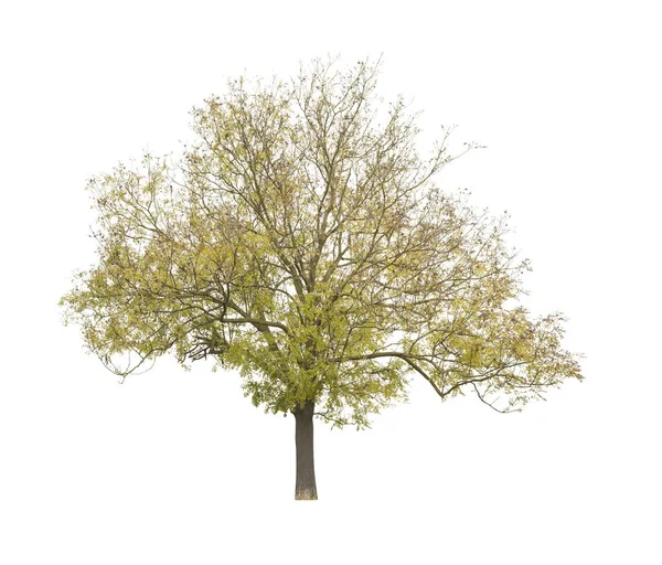 Baum Isoliert Auf Weißem Hintergrund Einzelner Herbstbaum Isoliert Auf Weißem — Stockfoto