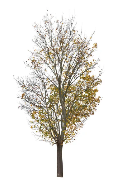 Árvore Isolada Fundo Branco Árvore Outono Único Isolado Fundo Branco — Fotografia de Stock