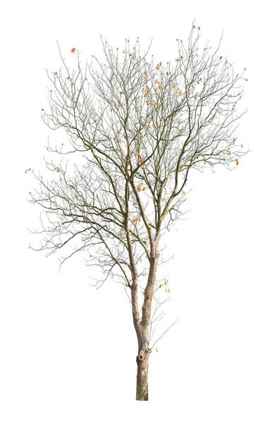 Drzewo Odizolowane Białym Tle Pojedyncze Jesienne Drzewo Odizolowane Białym Tle — Zdjęcie stockowe