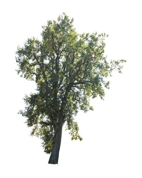 Δέντρο Απομονωμένο Λευκό Φόντο Μόνο Δέντρο Του Φθινοπώρου Απομονωμένο Λευκό — Φωτογραφία Αρχείου
