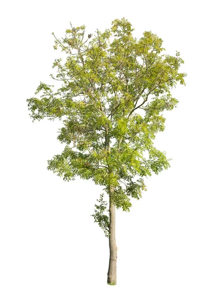 Träd Isolerad Vit Bakgrund Enda Höst Träd Isolerad Vit Bakgrund — Stockfoto