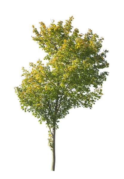 Boom Geïsoleerd Witte Achtergrond Enkele Herfstboom Geïsoleerd Witte Achtergrond Snijbomen — Stockfoto