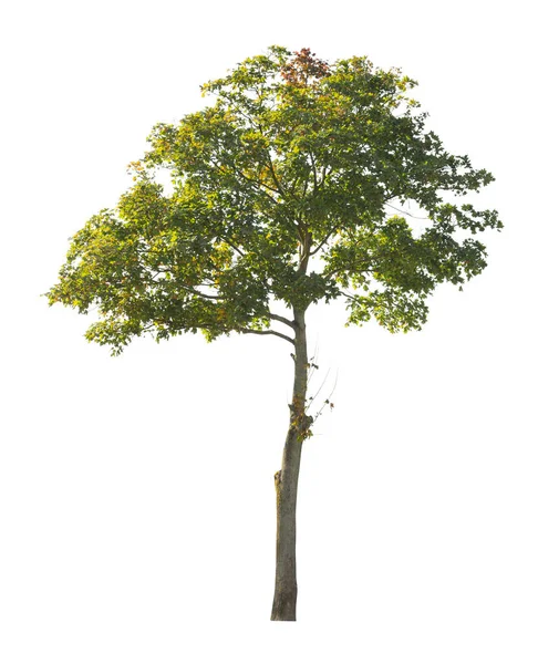 Baum Isoliert Auf Weißem Hintergrund Einzelner Herbstbaum Isoliert Auf Weißem — Stockfoto