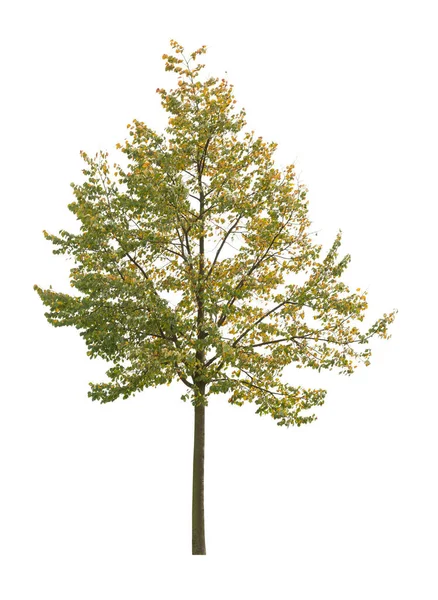 Boom Geïsoleerd Witte Achtergrond Enkele Herfstboom Geïsoleerd Witte Achtergrond Snijbomen — Stockfoto